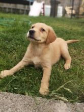 Beautiful Kc Registered Golden Retriever Puppies $$$ text (437) 370-5674