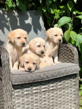 Beautiful Labrador Retriver Puppies text (437) 370-5674