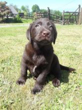 Beautiful Pedigree Chocolate Labrador Puppies text (437) 370-5674