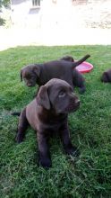 Chunky Chocolate Labrador Puppies For Sale text (437) 370-5674