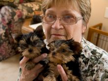 Healthy Home Trained Yorkie Puppies{