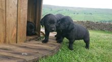 North Bay Superb Black Labrador Pups Ready Now text (437) 370-5674