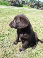 Ready To Go Kc Reg Chocolate Labrador Puppies text (437) 370-5674