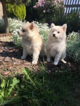 Specia Home Needed For Beautiful Pomsky Puppies text (437) 370-5674