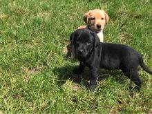 Well Bred Lab Pups Red/black/yellow text (437) 370-5674