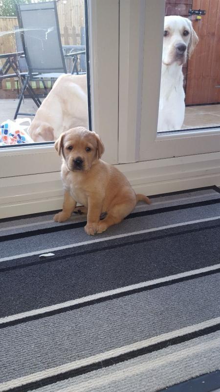 Aborable Very Healthy Loving Labrador Pups 1 Girl text (437) 370-5674 Image eClassifieds4u