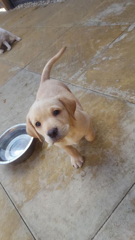 Aborable Very Healthy Loving Labrador Pups 1 Girl text (437) 370-5674 Image eClassifieds4u
