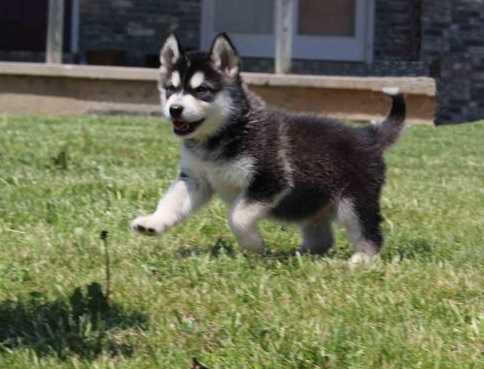 Alaskan Malamute puppies looking for loving homes text (437) 370-5674 Image eClassifieds4u