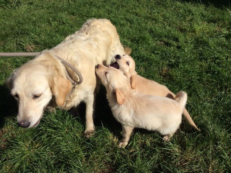 Beautiful Golden Retriever Puppies text (437) 370-5674 Image eClassifieds4u