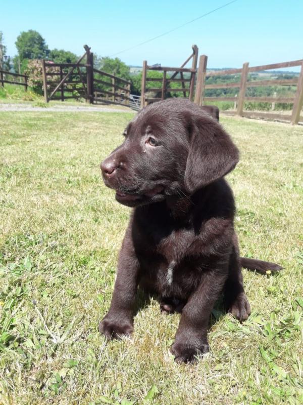 Beautiful Pedigree Chocolate Labrador Puppies text (437) 370-5674 Image eClassifieds4u