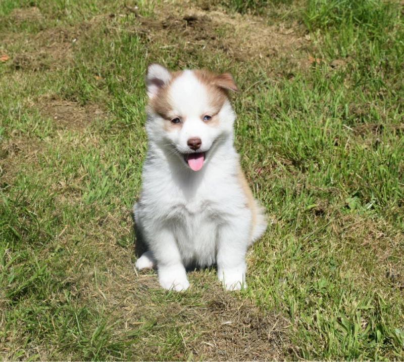 Blue Eyed Husky Marking F1b Pomsky Puppies text (437) 370-5674 Image eClassifieds4u