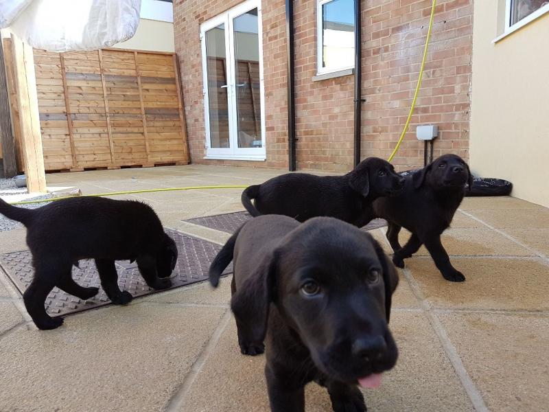 Brantford Adorable Labrador Puppies Ready In 1 Week text (437) 370-5674 Image eClassifieds4u