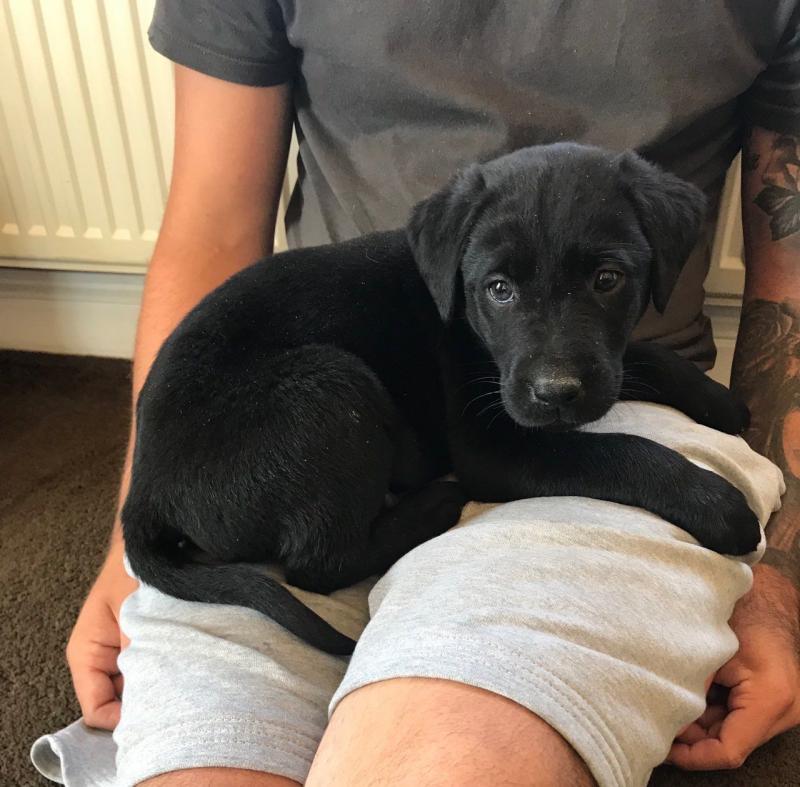 Labrador Puppies Chocolate Golden And Black text (437) 370-5674 Image eClassifieds4u