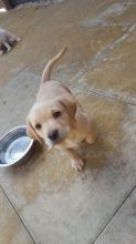 Aborable Very Healthy Loving Labrador Pups 1 Girl text (437) 370-5674 Image eClassifieds4u 2