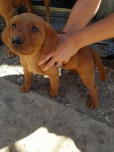Durham Stunning Kc Reg Fox Red Labradors.. text (437) 370-5674 Image eClassifieds4U