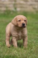 Kc Reg Black & Fox Red Labrador Pups text (437) 370-5674 Image eClassifieds4U