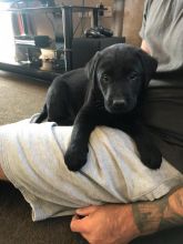 Labrador Puppies Chocolate Golden And Black text (437) 370-5674 Image eClassifieds4u 2