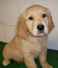 Pedigree Golden Retriever Puppies text (437) 370-5674 Image eClassifieds4u 1