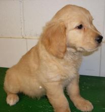 Pedigree Golden Retriever Puppies text (437) 370-5674 Image eClassifieds4u 2