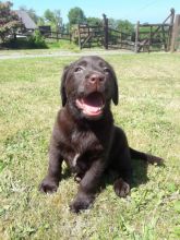 Ready To Go Kc Reg Chocolate Labrador Puppies text (437) 370-5674 Image eClassifieds4u 2