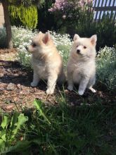 Specia Home Needed For Beautiful Pomsky Puppies text (437) 370-5674 Image eClassifieds4u 1