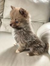 Tiny F2 Pomsky Pups Ready Now Image eClassifieds4u 2