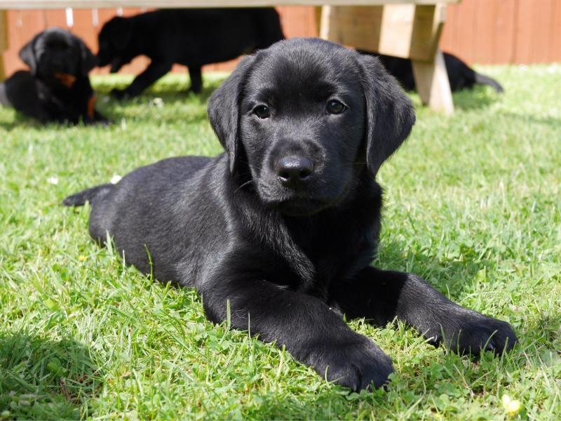 Oakville Quality Black Labrador Puppies text (437) 370-5674 Image eClassifieds4u