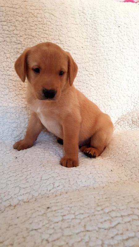 Quality Kc Fox Reds, Health Tested Ready text (437) 370-5674 Image eClassifieds4u