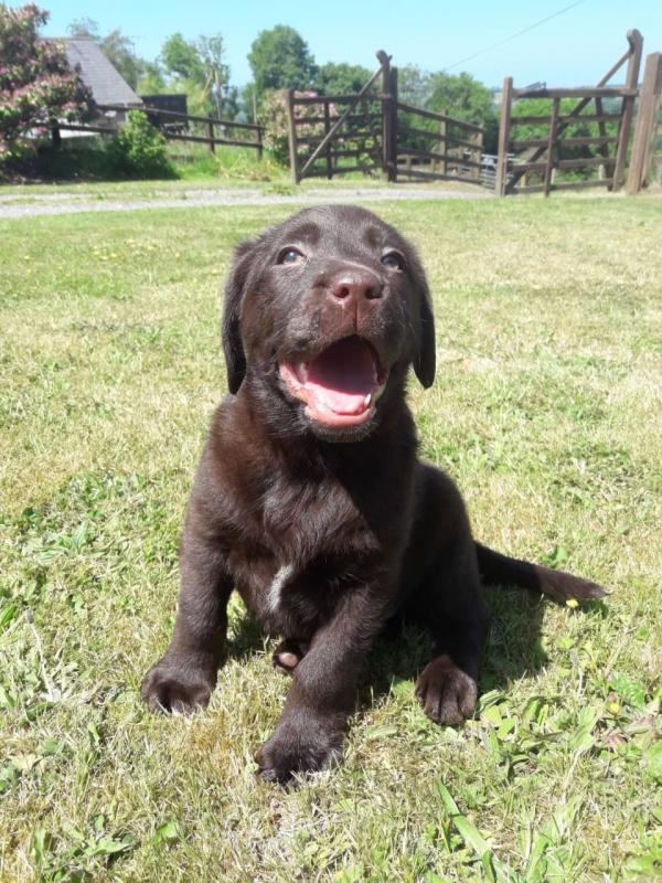 Ready To Go Kc Reg Chocolate Labrador Puppies text (437) 370-5674 Image eClassifieds4u