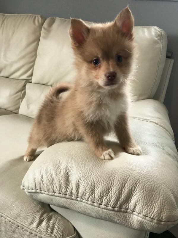 Tiny F2 Pomsky Pups Ready Now Image eClassifieds4u