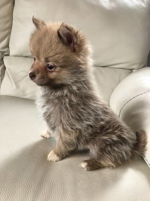 Tiny F2 Pomsky Pups Ready Now Image eClassifieds4u