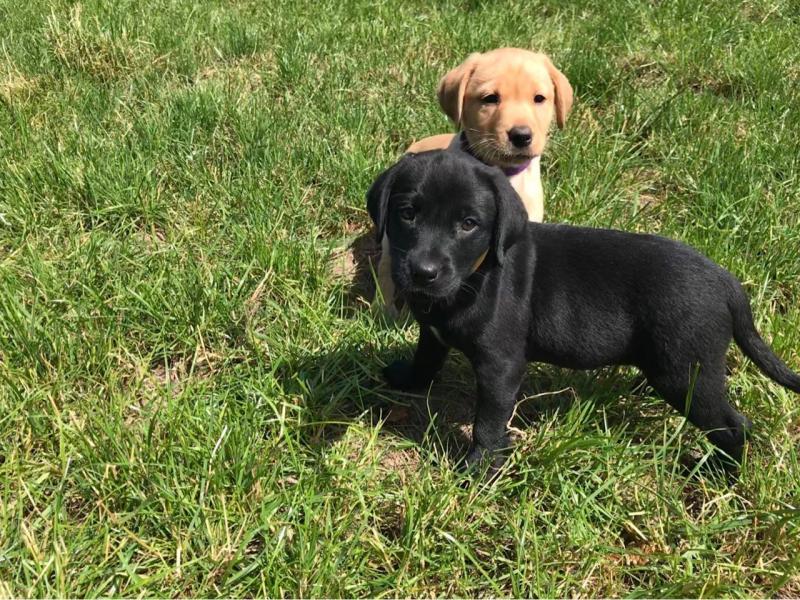 Well Bred Lab Pups Red/black/yellow text (437) 370-5674 Image eClassifieds4u