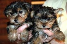 : Yorkie male for my female for puppies(571) 418-2453)