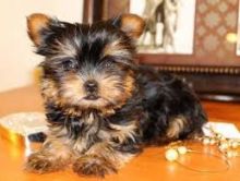 12 weeks 4 days old, Yorkie puppies (571) 418-2453)