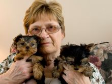 AKC quality Teacup Yorkie Puppies for adoption!!!(571) 418-2453)