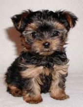 Amazing Teacup Yorkie Puppies for Adoption(571) 418-2453)