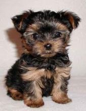 Cute and Lovely male and female Teacup Yorkie puppies available