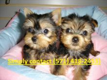 Extraordinary YORKIE PUPPIES need a home text :(571) 418-2453)