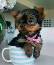 Healthy Yorkie Puppies