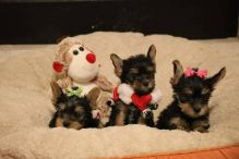 Home-raised Teacup Yorkie Puppies(571) 418-2453)