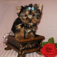 Male and Female Awesome Small Yorkie puppies(571) 418-2453)