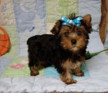 Nice T-Cup Yorkie puppies ready for a new home(571) 418-2453