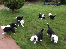 old English Sheepdog puppies