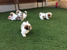 Smart Shih Tzu puppies for adoption