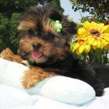 Tiny and Compact Yorkie(Jessieca.alma721@gmail.com) Or (571) 418-2453)