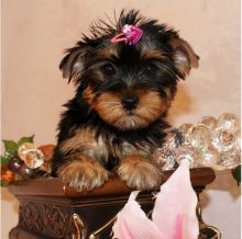 WOW CHARMING YORKIE PUPPIES FOR YOUR KIDS