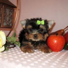 Yorkie Puppies Males & Females(Jessieca.alma721@gmail.com) Or (571) 418-2453)