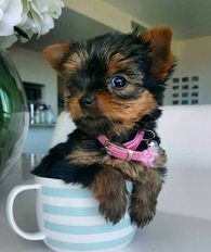 Healthy Yorkie Puppies Image eClassifieds4u