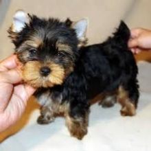 (571) 418-2453): Outstanding Teacup Yorkie Puppies Image eClassifieds4U