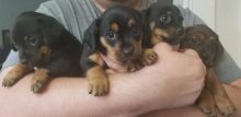 Puppies!!! - Miniature Dachshund X Image eClassifieds4u 4